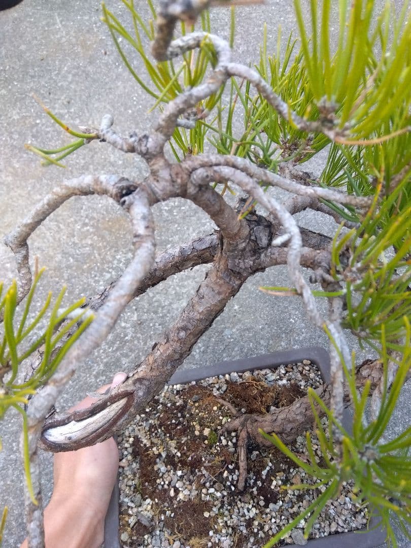 黒松　盆栽　螺旋状曲がり　７号陶器鉢つき　変わり樹形❗　か