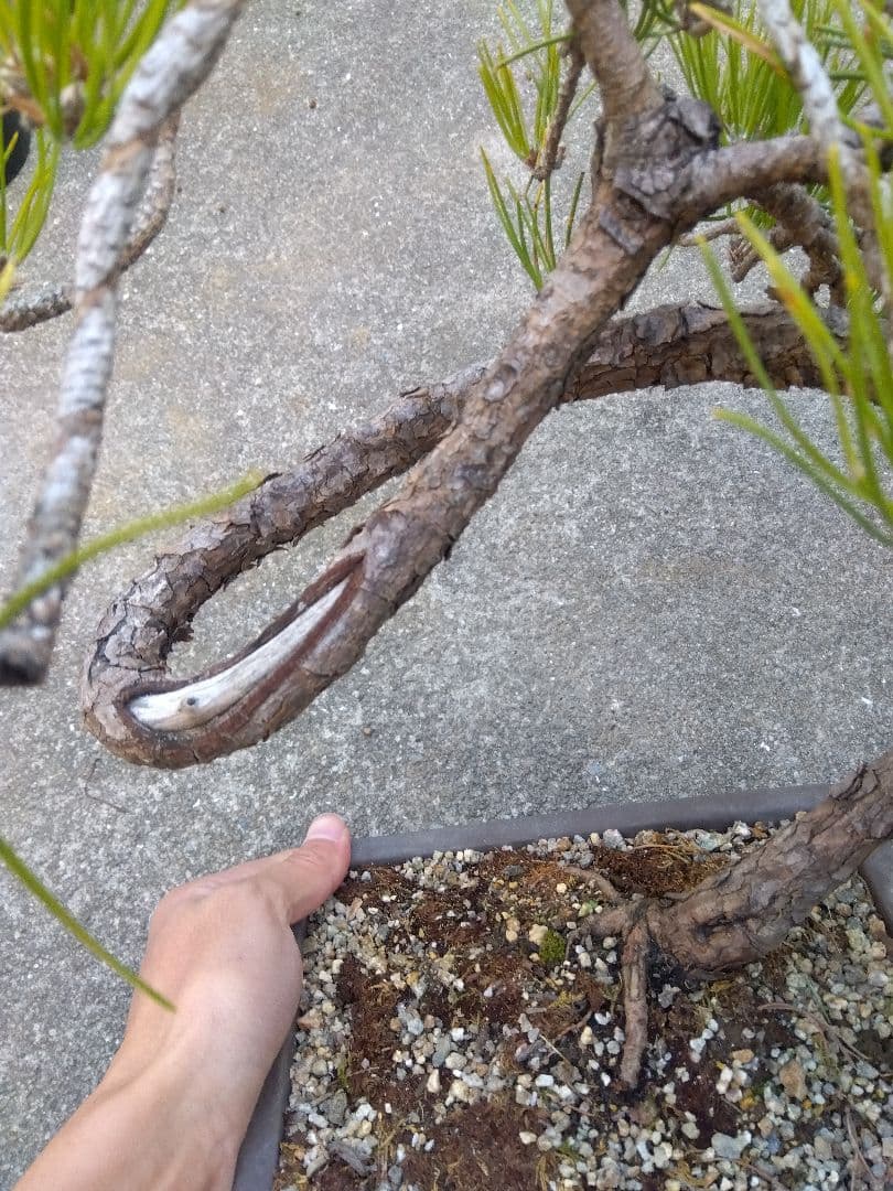 黒松　盆栽　螺旋状曲がり　７号陶器鉢つき　変わり樹形❗　か