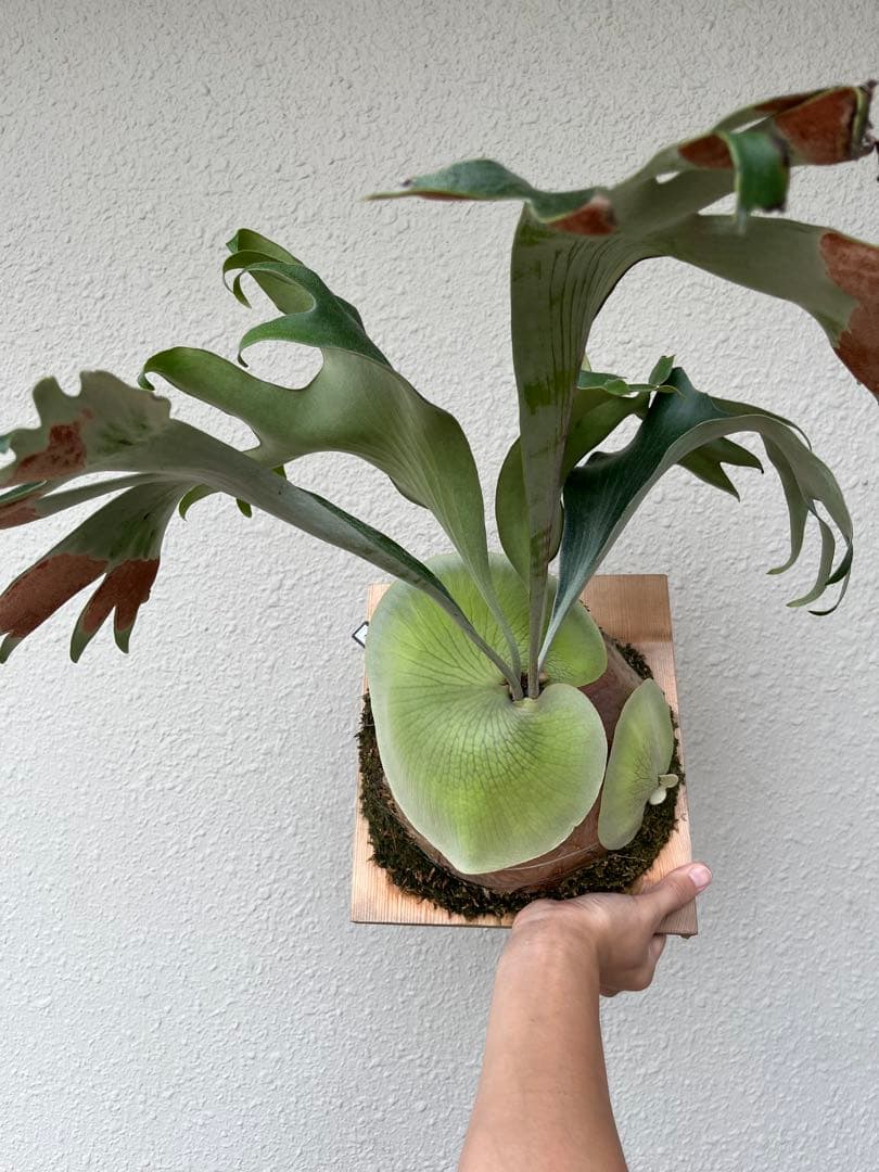 ビカクシダ platycerium hillii 'Aorchao' Yot#16