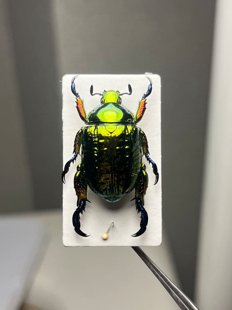 【属内最高峰】Pelidnota cyanitarsis　標本 プラチナコガネ