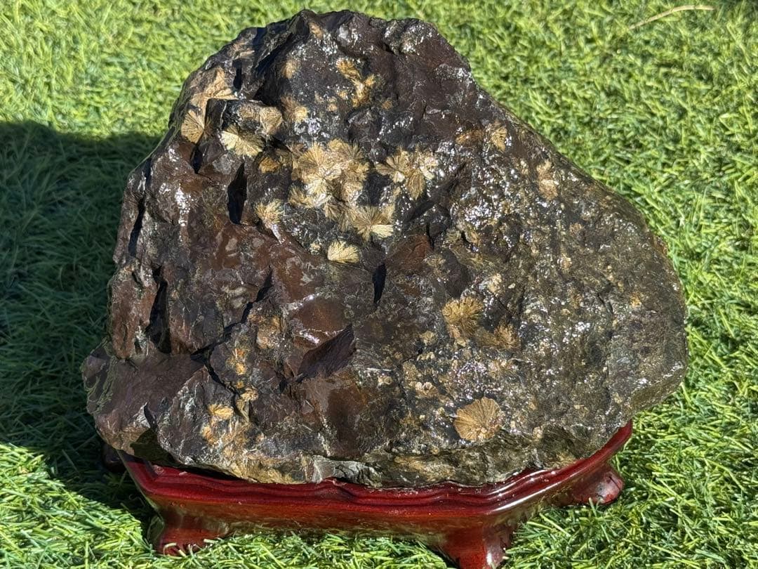 菊寿石 菊花石 黄金菊花石 鑑賞石 黒石 紋様石 水石 盆栽 盆石 置物