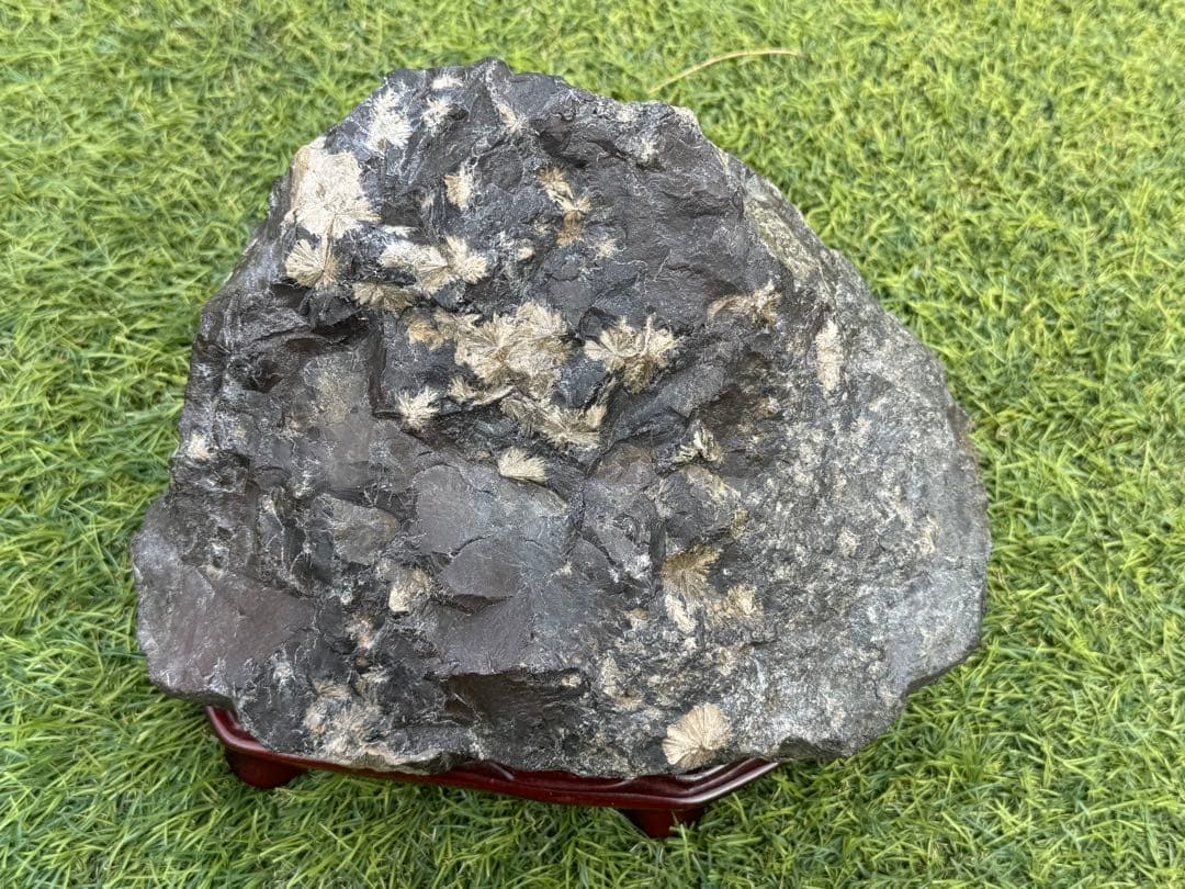 菊寿石 菊花石 黄金菊花石 鑑賞石 黒石 紋様石 水石 盆栽 盆石 置物