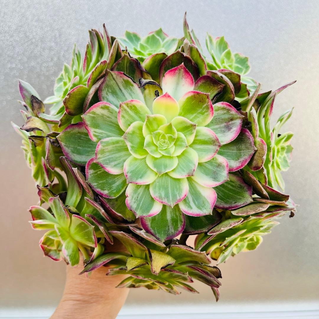 51.【現品　そのまま発送】「カラフルランターンズ」葉焼け・傷有り　立派な大群生