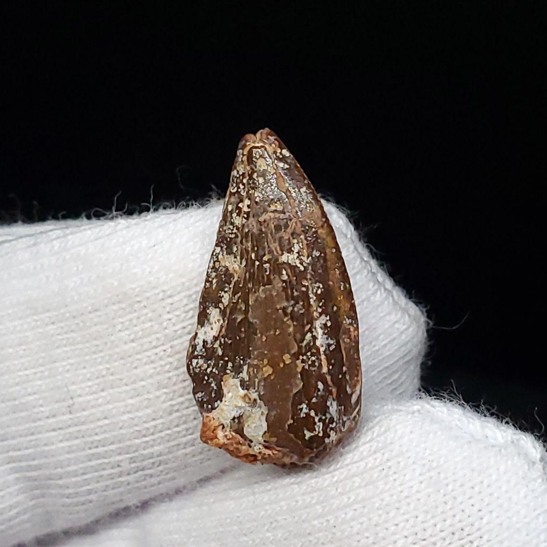 美品 ラプトル 化石 歯 恐竜 本物 モロッコ産 17.78mm fra14