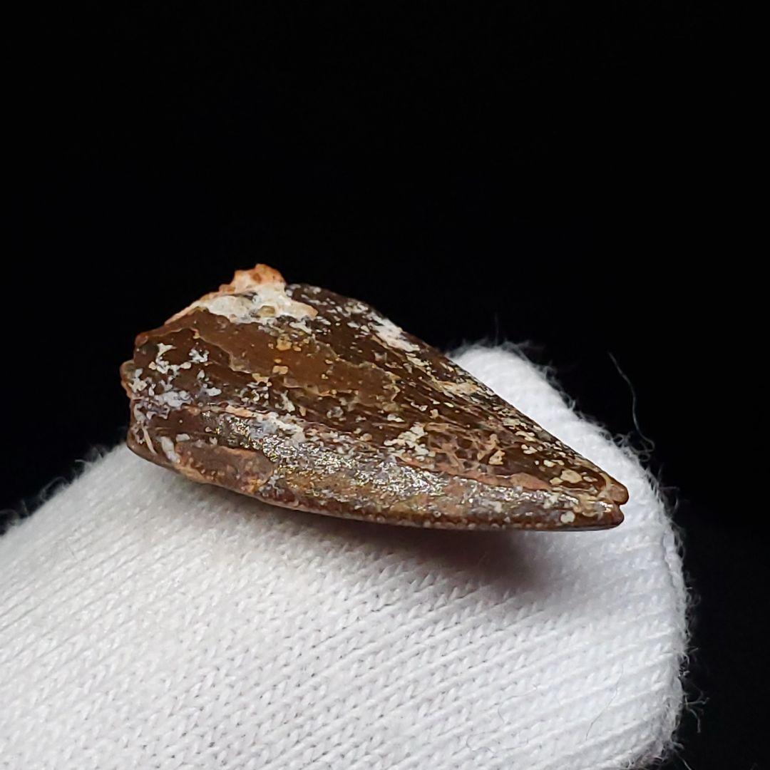 美品 ラプトル 化石 歯 恐竜 本物 モロッコ産 17.78mm fra14