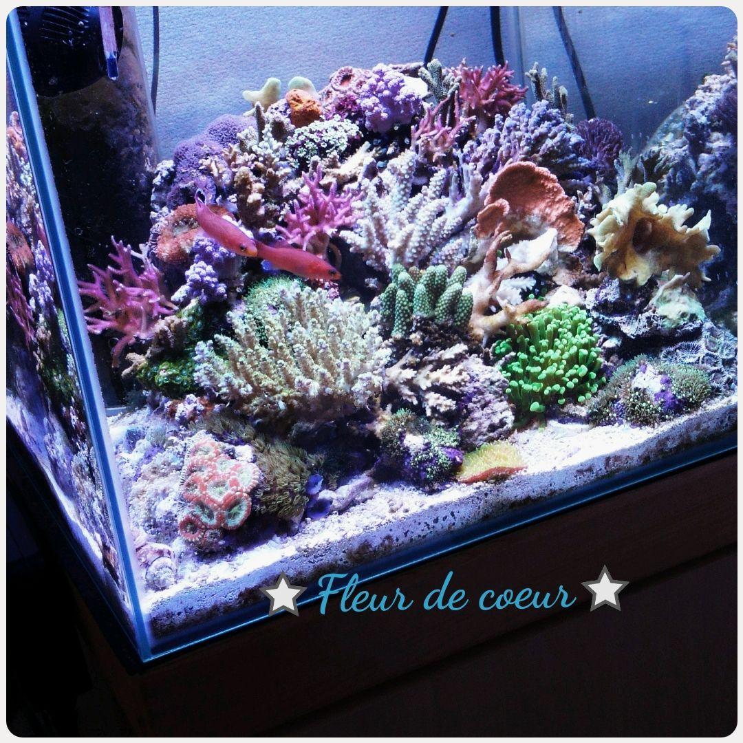 artsオーダーページ