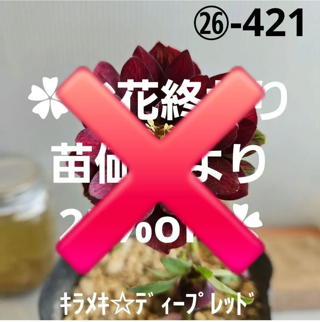 ㉖-421クリスマスローズ