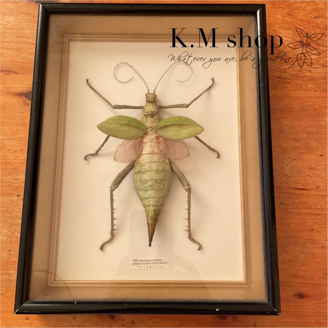 剥製　マレーオオナナフシ　標本　昆虫