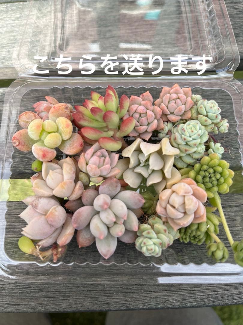 多肉弁当　普及種セット③