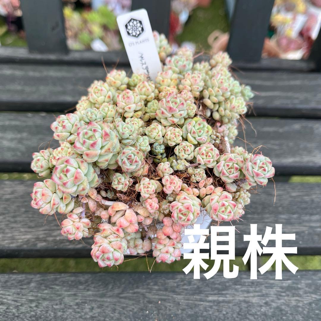 多肉弁当　普及種セット③