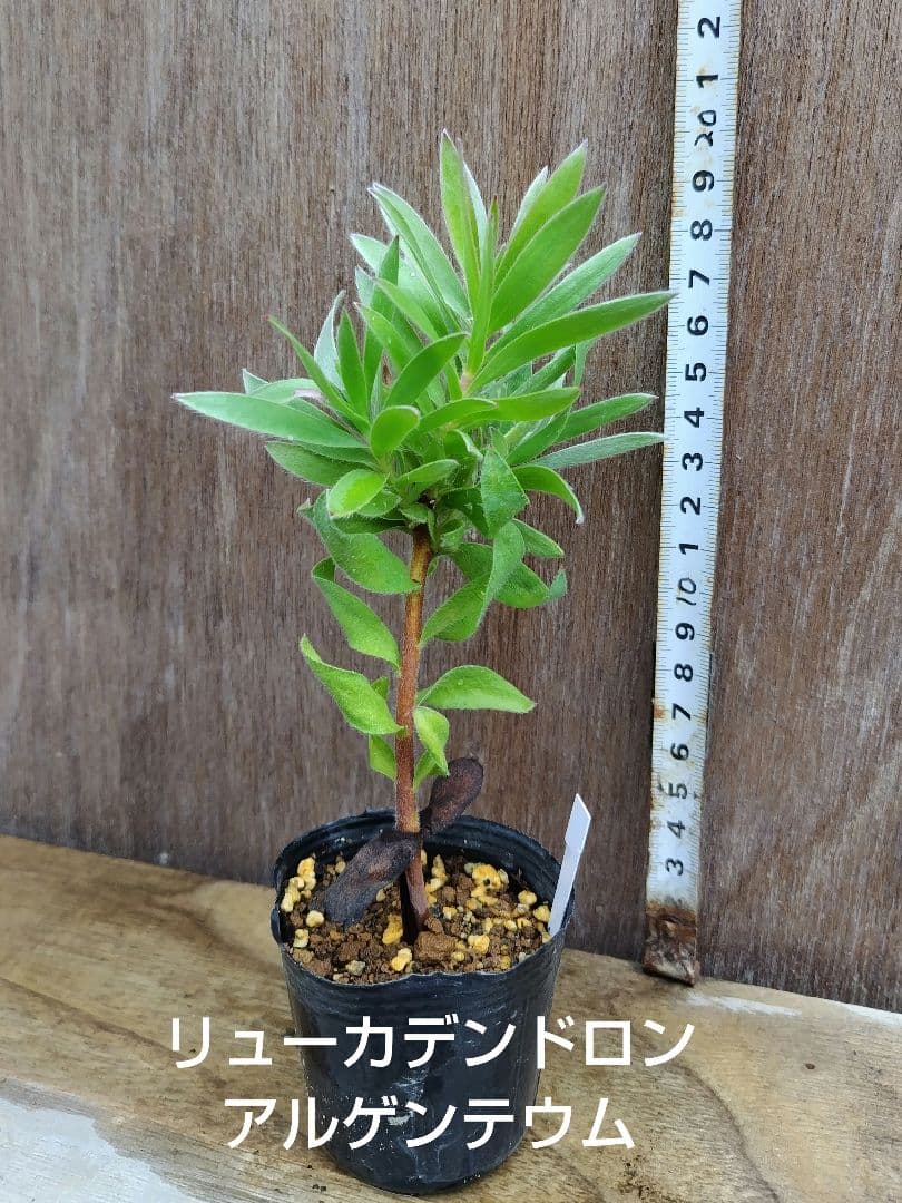su_aqua　プロテア　スコリモセファラ、キングプロテアほか8種　計8本