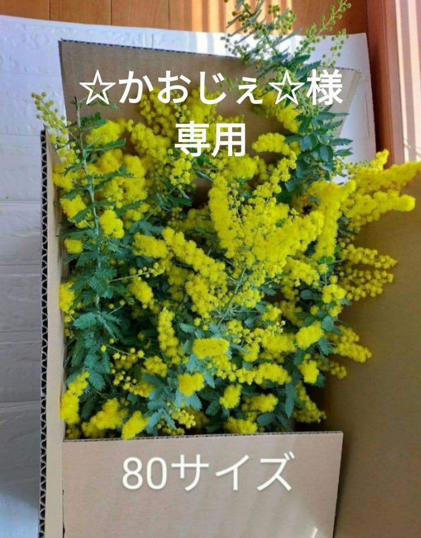 ☆かおじぇ☆　 ミモザ 80サイズ