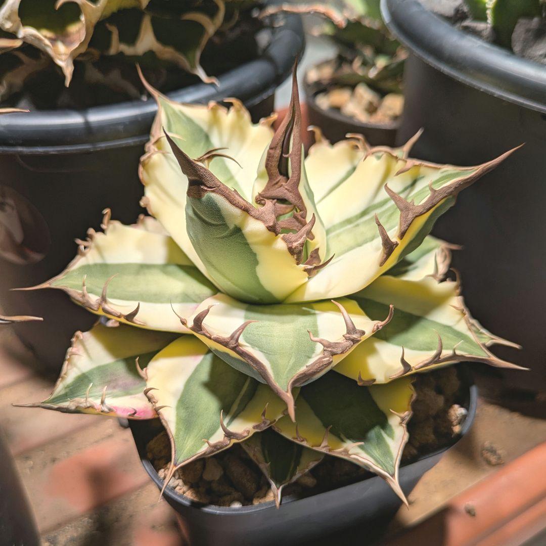 アガベ スナグルトゥース中株