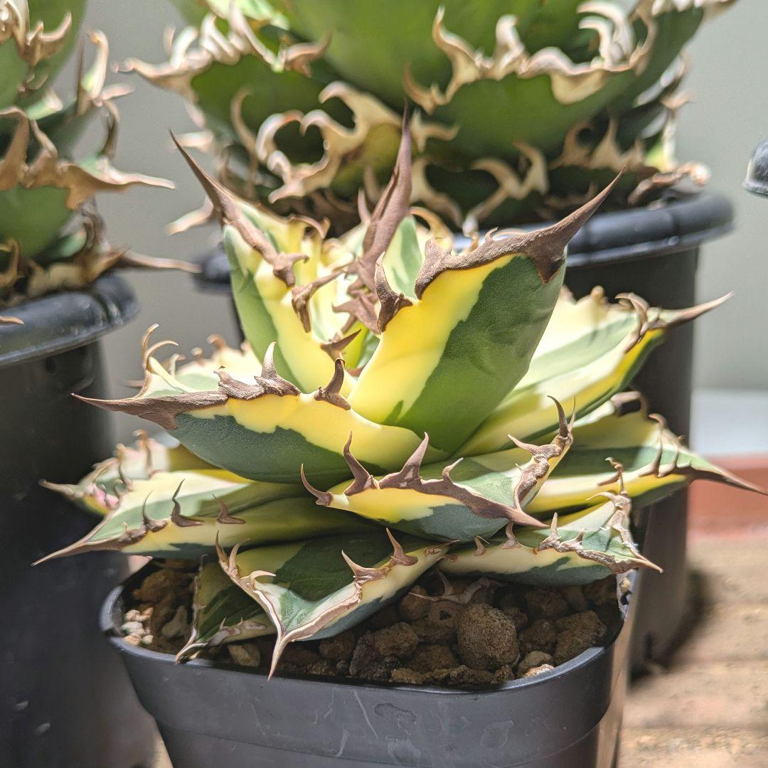 アガベ スナグルトゥース中株