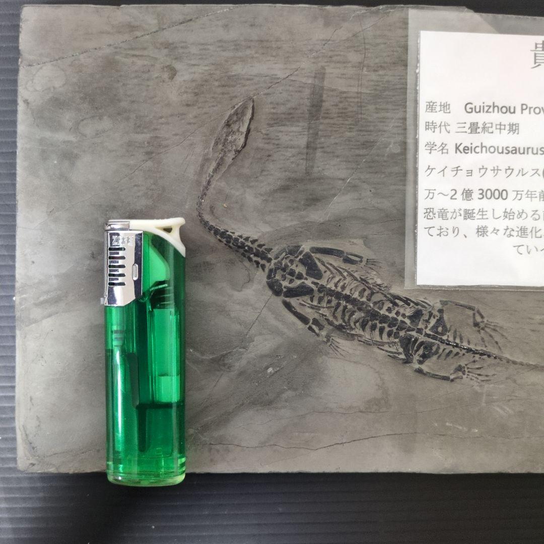 (希少)　ケイチョウサウルス化石　中国