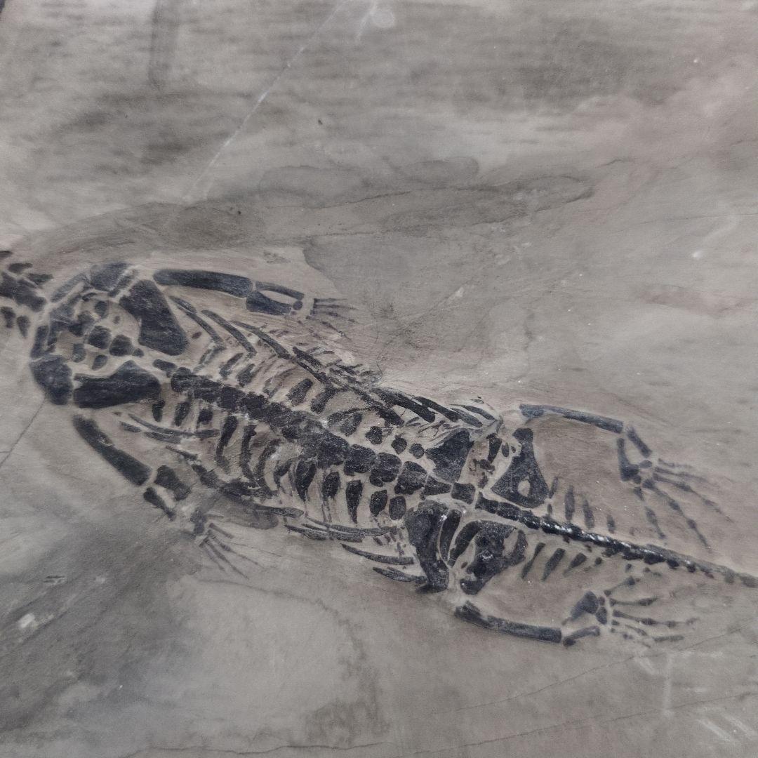 (希少)　ケイチョウサウルス化石　中国