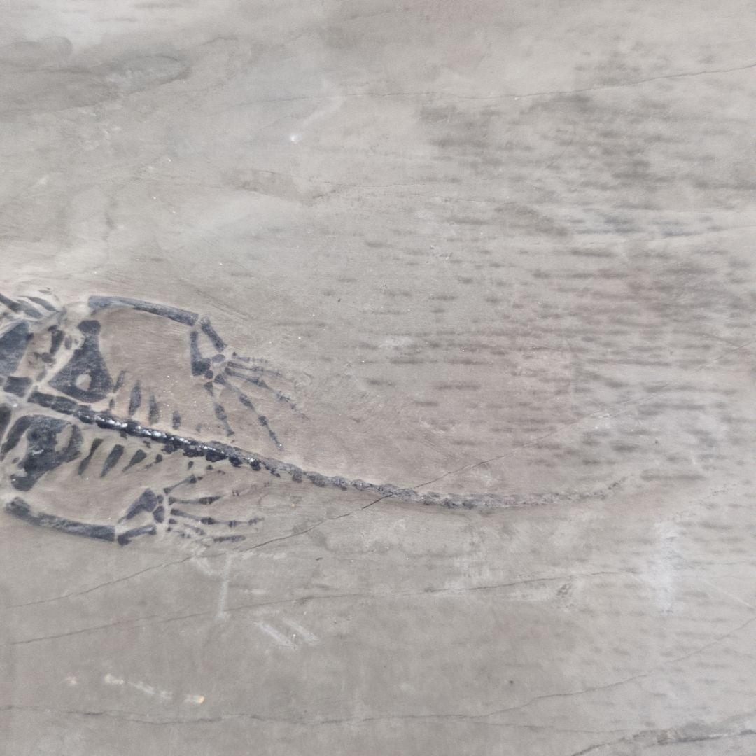 (希少)　ケイチョウサウルス化石　中国