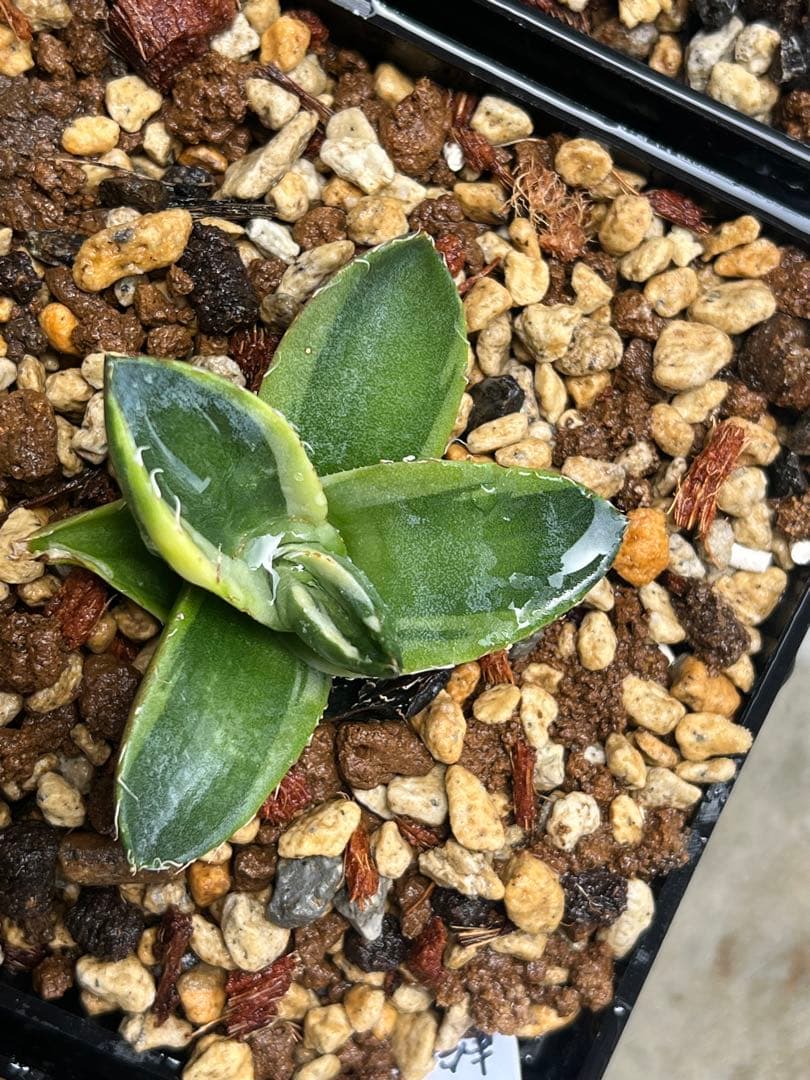 アガベ　チタノタ　蟹　斑入り