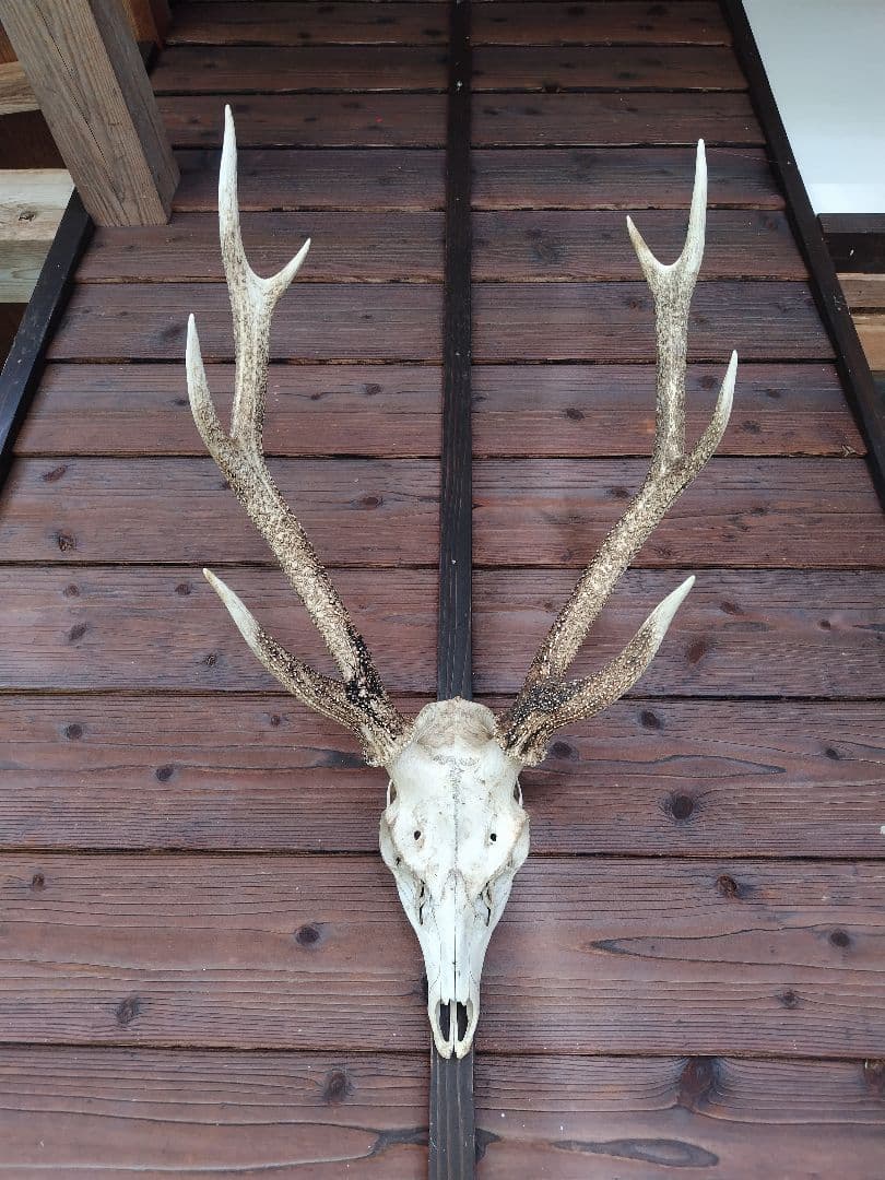 頭蓋骨付き鹿の角 No.8 日本鹿 角 壁掛け 匿名配送