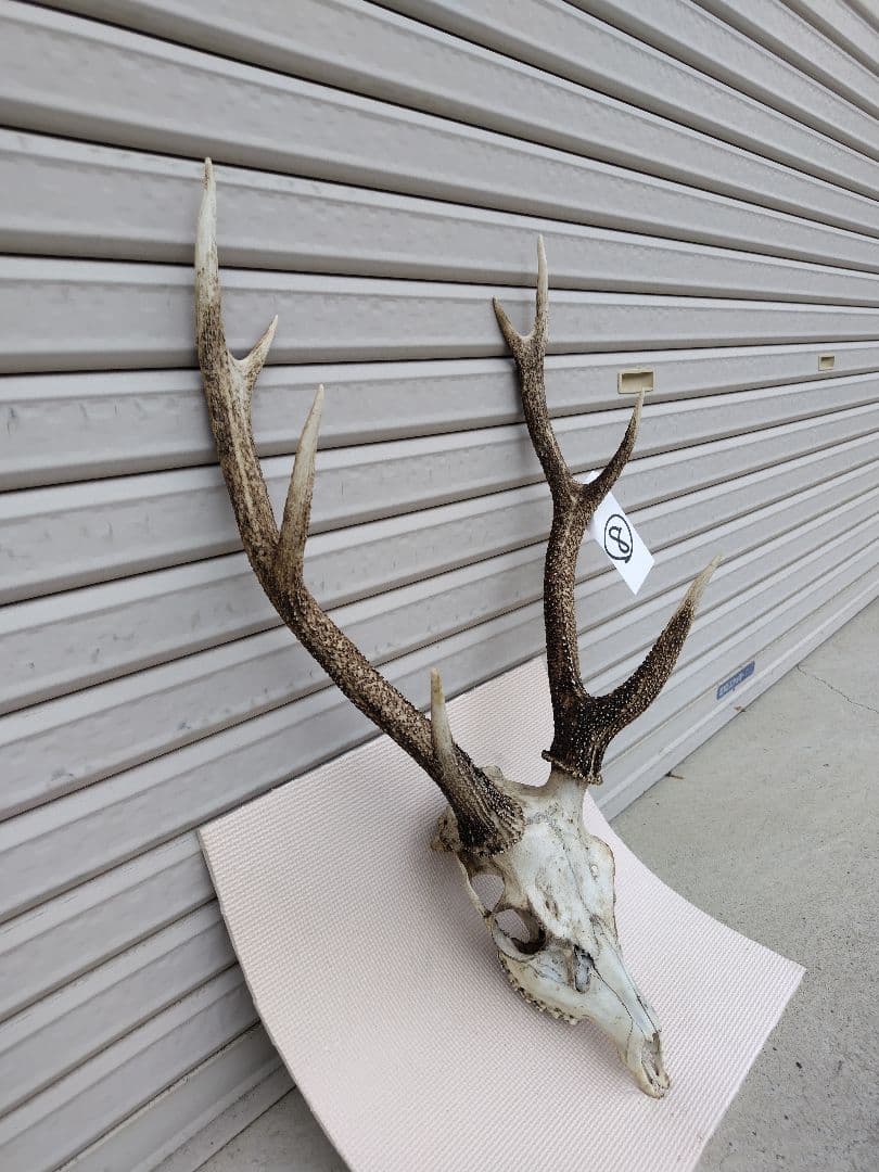 頭蓋骨付き鹿の角 No.8 日本鹿 角 壁掛け 匿名配送