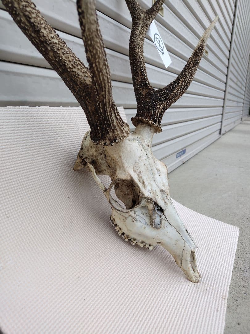 頭蓋骨付き鹿の角 No.8 日本鹿 角 壁掛け 匿名配送