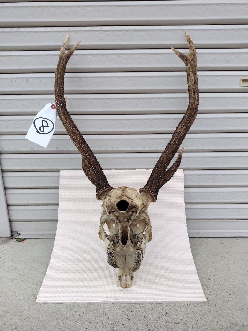 頭蓋骨付き鹿の角 No.8 日本鹿 角 壁掛け 匿名配送