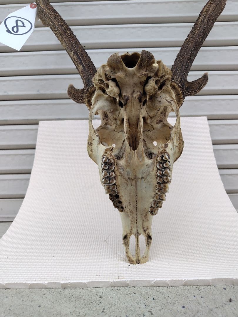 頭蓋骨付き鹿の角 No.8 日本鹿 角 壁掛け 匿名配送