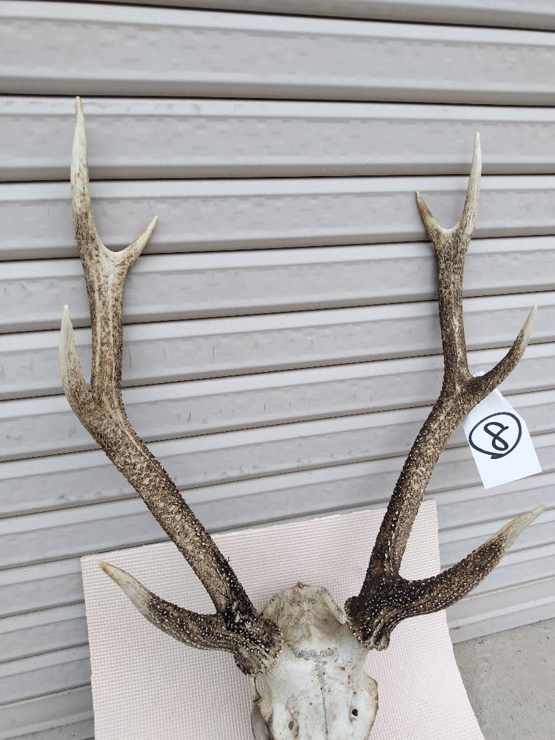 頭蓋骨付き鹿の角 No.8 日本鹿 角 壁掛け 匿名配送