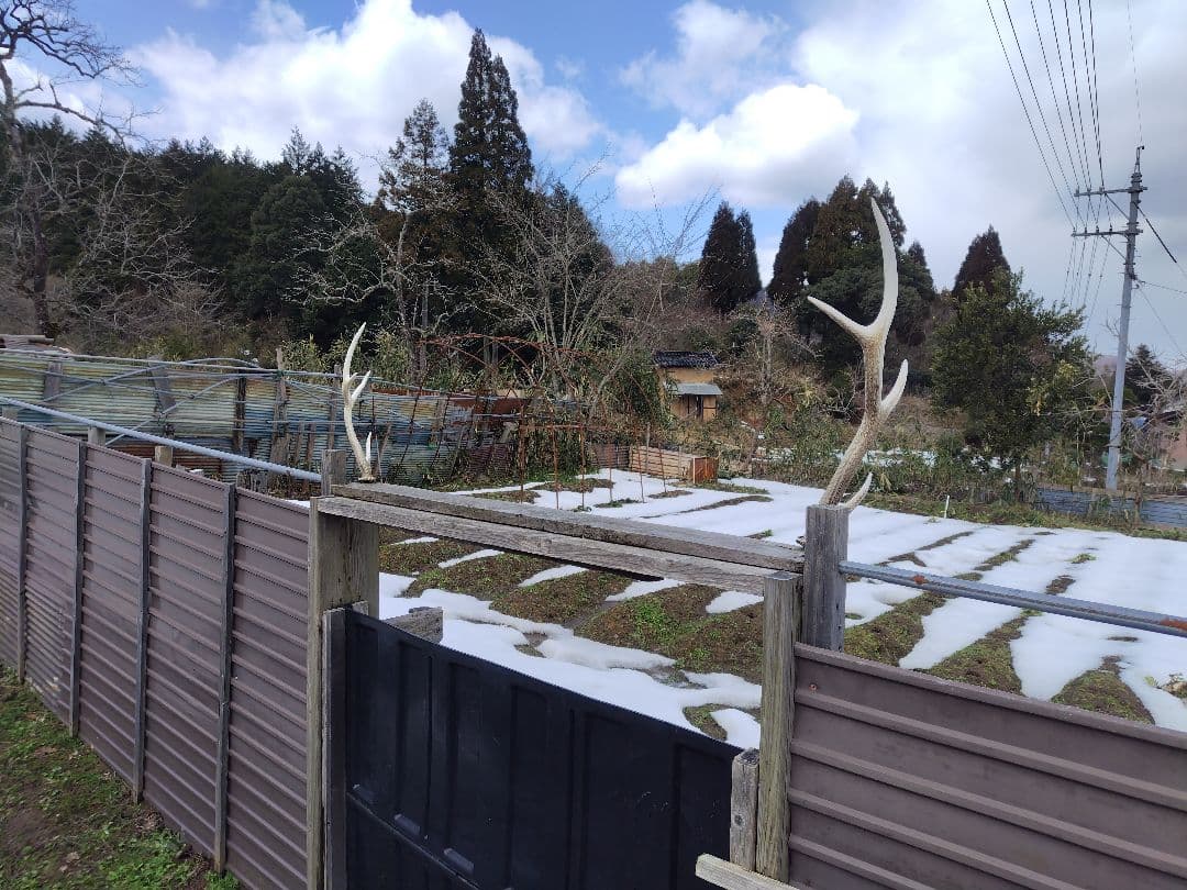 頭蓋骨付き鹿の角 No.8 日本鹿 角 壁掛け 匿名配送