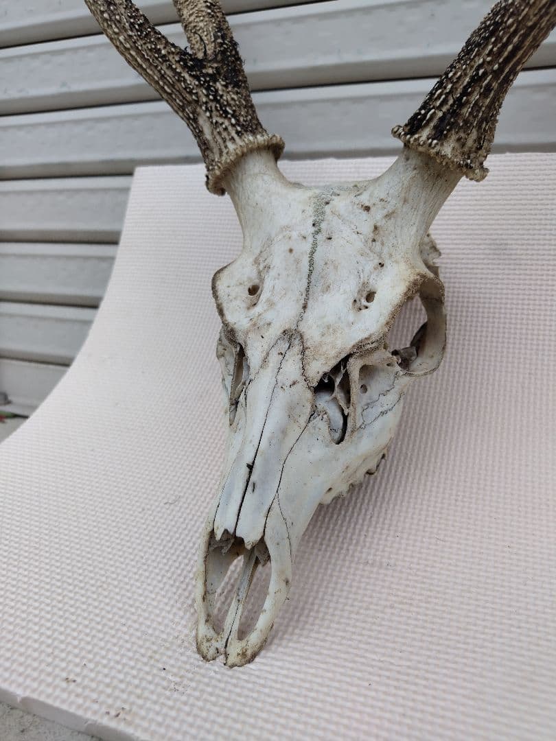 頭蓋骨付き鹿の角 No.8 日本鹿 角 壁掛け 匿名配送