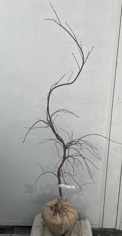 《現品》赤枝垂れ紅葉（アカシダレモミジ）樹高1.3ｍ（根鉢含まず）50【苗木】