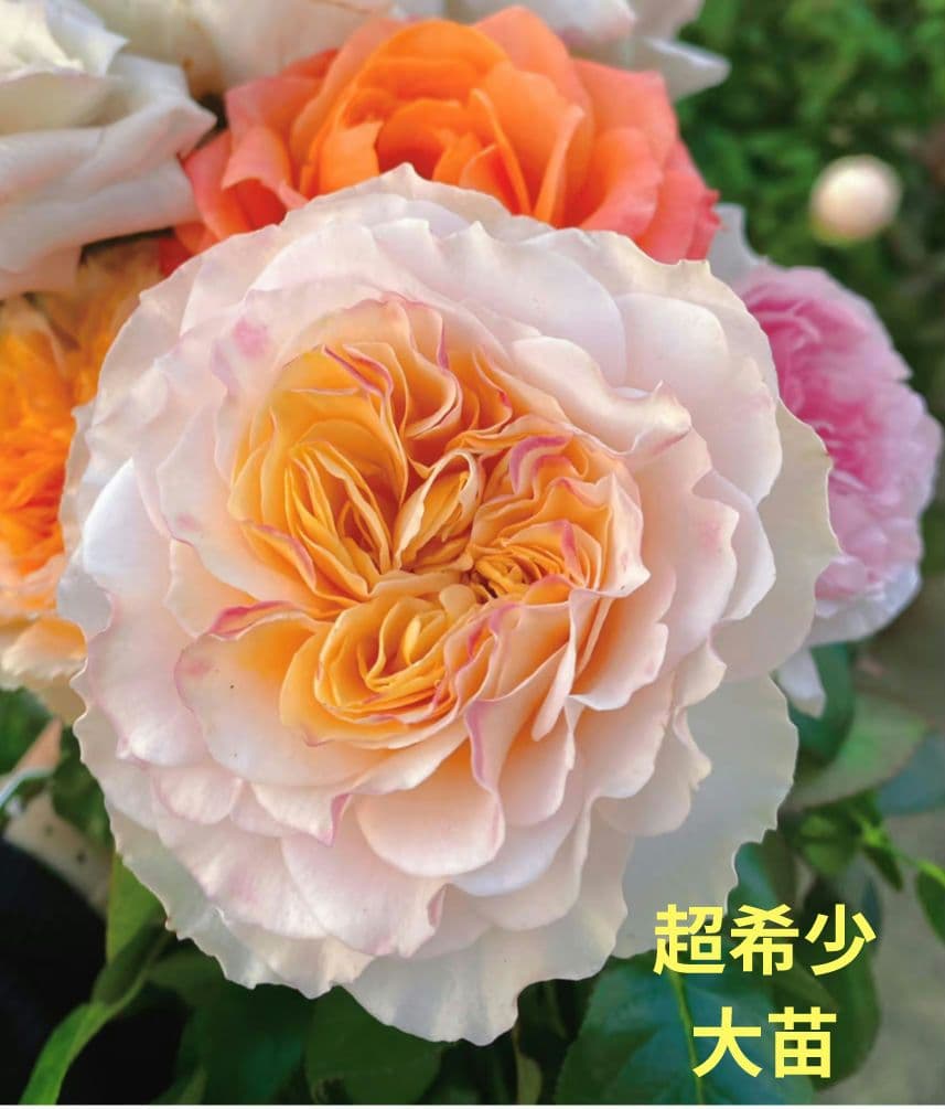 レアバラ苗　　クリームイェロー　入手困難な8号鉢大苗　四季咲き