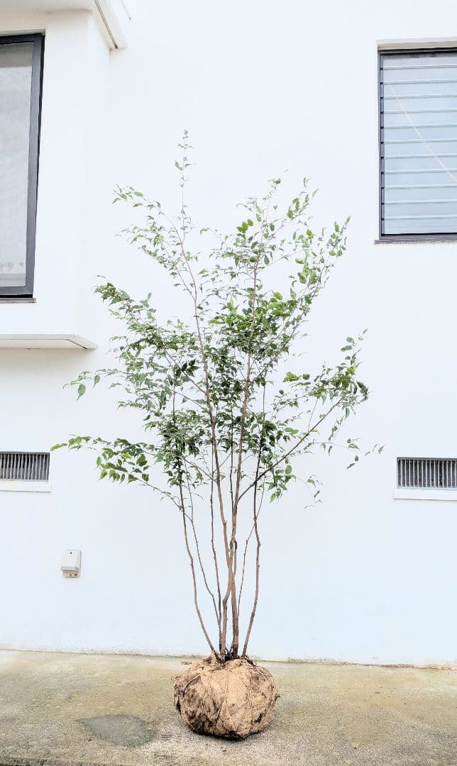 抜群。。山採りハイノキ。。