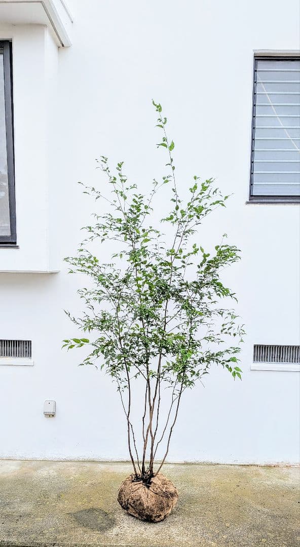 抜群。。山採りハイノキ。。