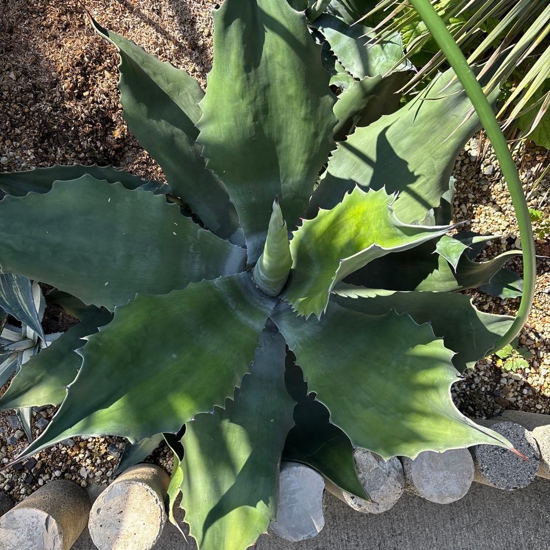 アガベ サルミアナフェロックス　クレイジーフォース　60cm以上