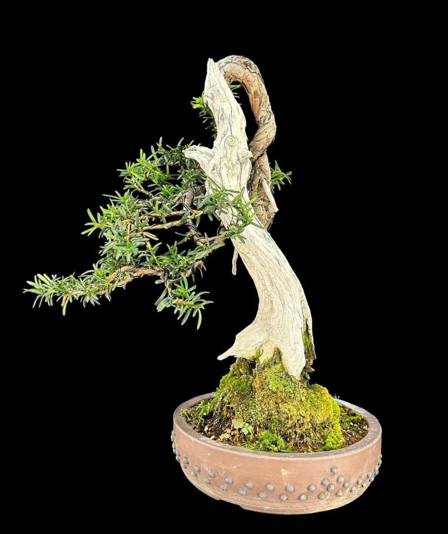 【盆栽屋大和】山採り一位盆栽 中品 いちい イチイ 樹高47㎝ 観賞用 現品