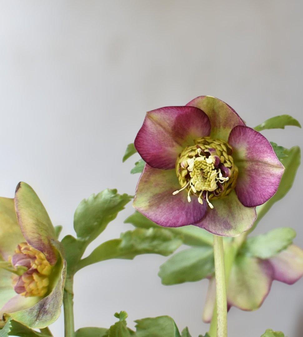 認定　加藤農園　グロッシー＆フレグランス　クリスマスローズ　開花株