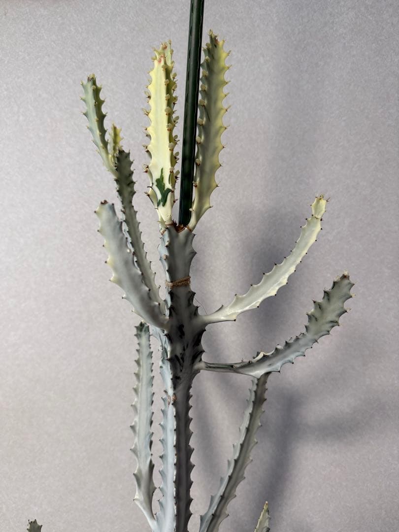 【鉢植え☆送料込】ホワイトゴースト・綴化・サボテン（116㎝）