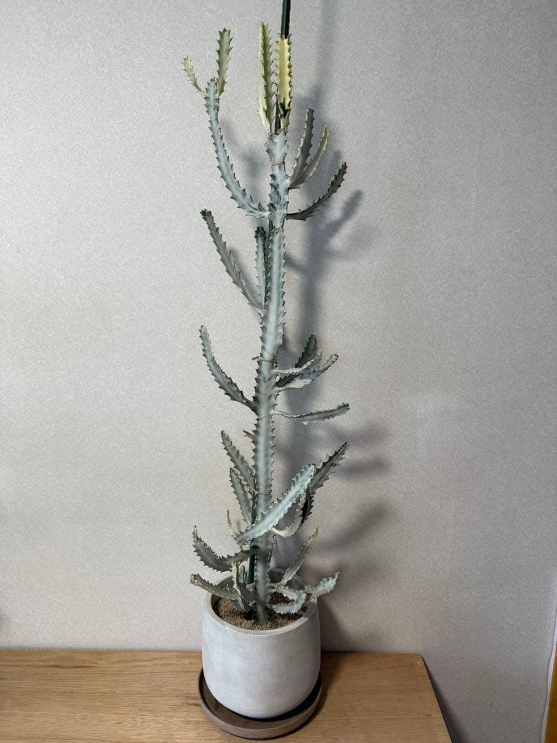 【鉢植え☆送料込】ホワイトゴースト・綴化・サボテン（116㎝）