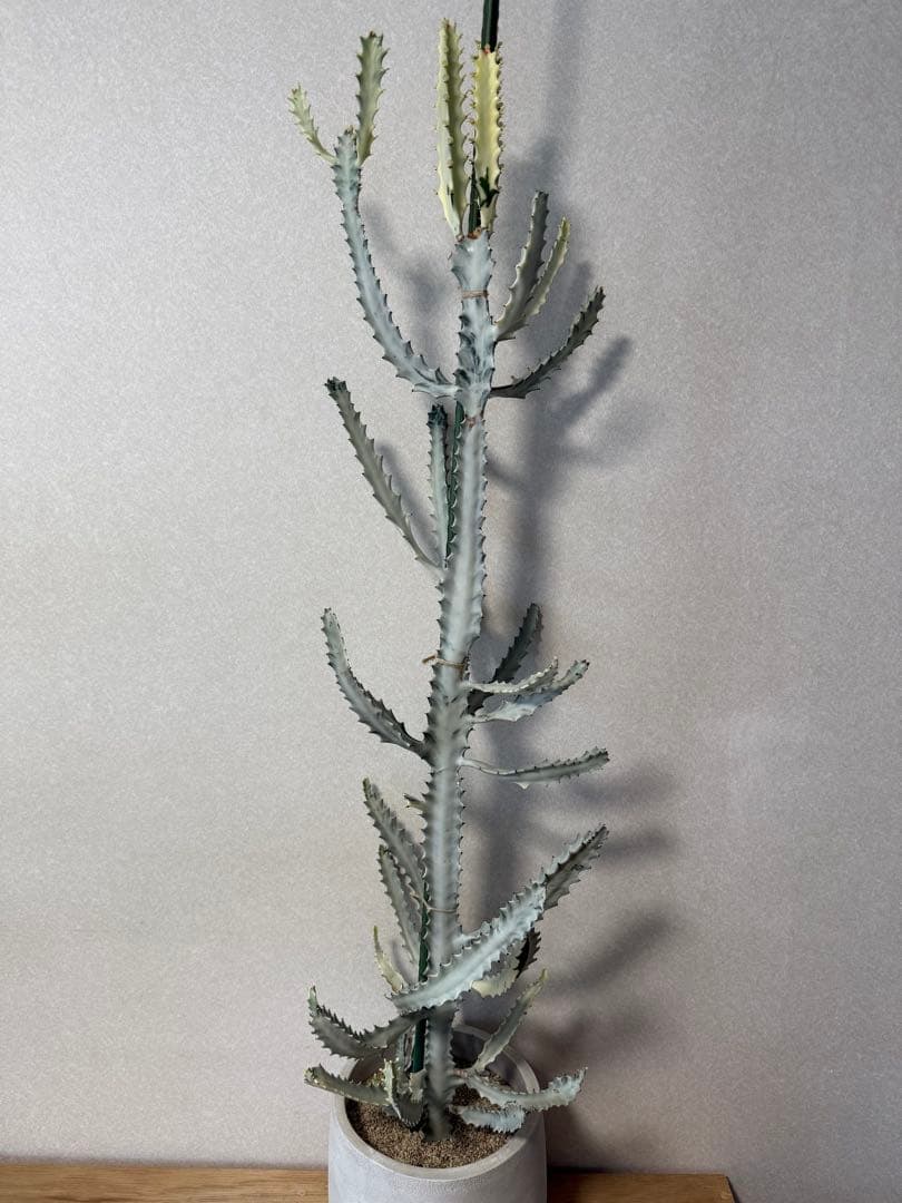 【鉢植え☆送料込】ホワイトゴースト・綴化・サボテン（116㎝）