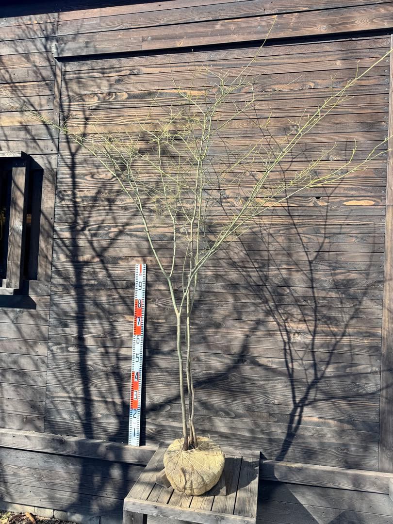 ヤマモミジ/山採り天然木【現品発送】管理80027