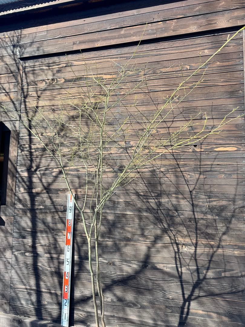 ヤマモミジ/山採り天然木【現品発送】管理80027