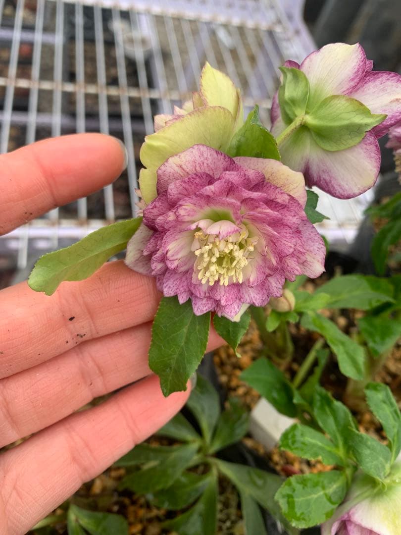 認定株アンティークアフロディーテ　クリスマスローズ 加藤農園　成熟株　札つき