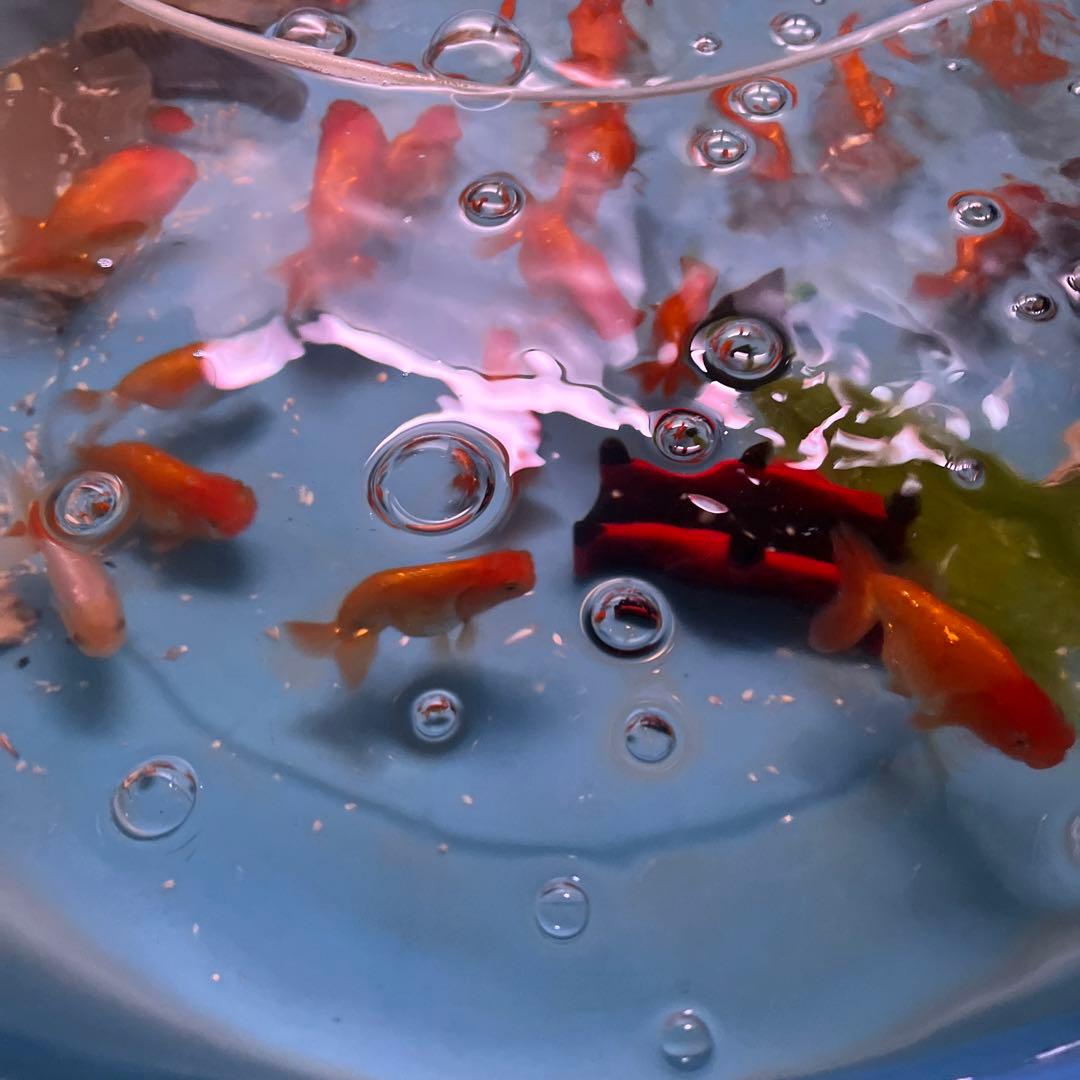 丸太の池、丸太、切り抜き丸太、金魚の池、丸太のプランター