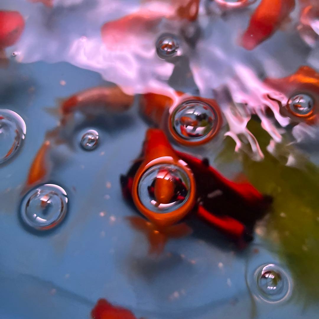 丸太の池、丸太、切り抜き丸太、金魚の池、丸太のプランター