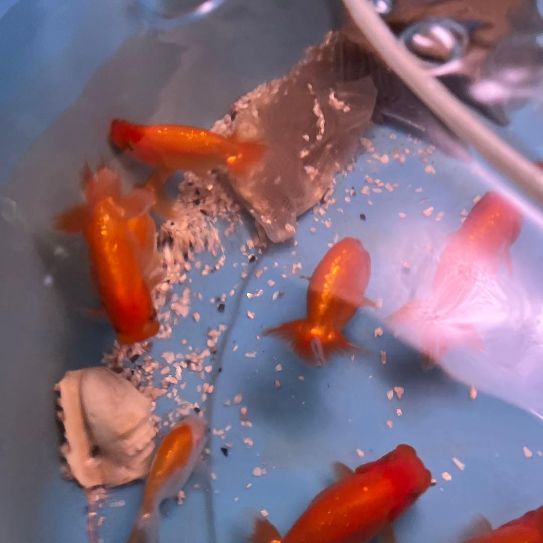 丸太の池、丸太、切り抜き丸太、金魚の池、丸太のプランター