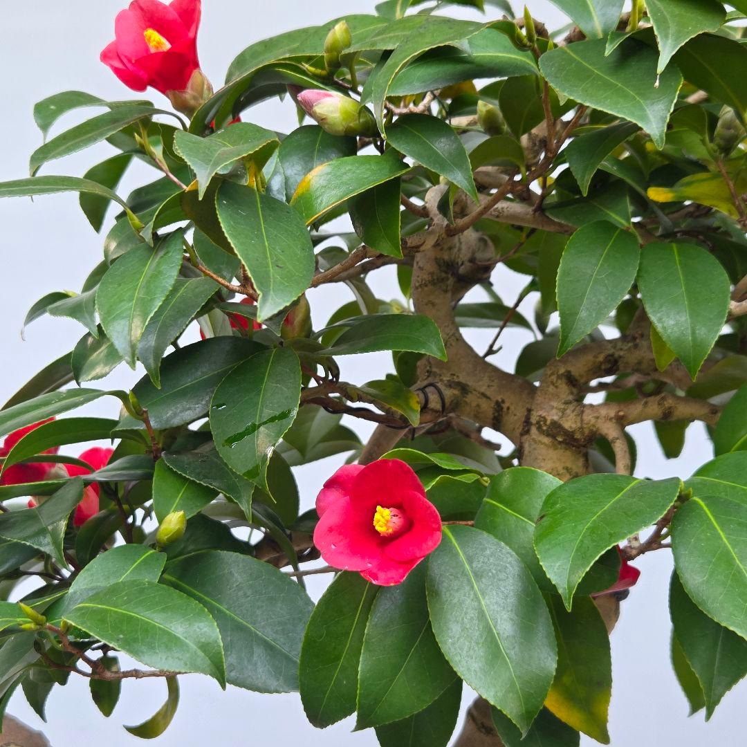 椿　出雲大社赤藪椿　[半懸崖]　大品盆栽