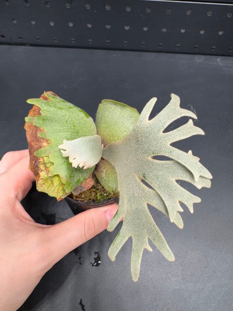 ビカクシダ　YMDS Totoro HHRナーセリータグ付け #348