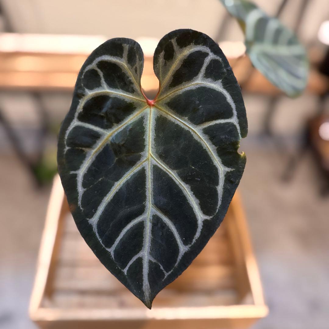 29 アンスリウム　レッドクリスタリナム　ハイブリッド　大株　ダーク色