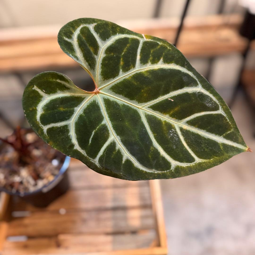 29 アンスリウム　レッドクリスタリナム　ハイブリッド　大株　ダーク色